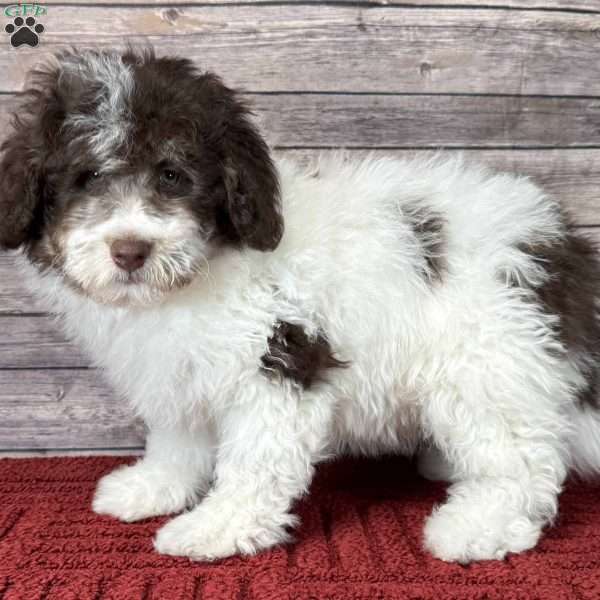 York, Mini Bernedoodle Puppy